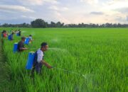 PT. Bayer Indonesia Lakukan Penyemprotan Massal Hama Ulat Penggerek Batang