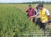 Gerak Cepat BPP, PPL dan POPT-PHP, Berikan Pestisida Jenis Fungisida Dari Distanbunnak Kabupaten Aceh Tamiang Bantu Petani Padi Mengatasi Penyakit “Potong Leher”