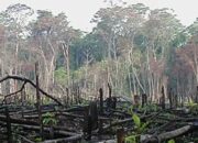 Penebangan Hutan Lindung di Kampung Simpur Kabupaten Bener Meriah Merajalela