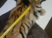 Jual Kulit Harimau Sumatera? Sat Reskrim Aceh Tengah Gagalkan