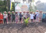 Dukung Swasembada Pangan Nasional, Pemkab Aceh Tamiang Tanam Padi Gogo di Lahan PSR