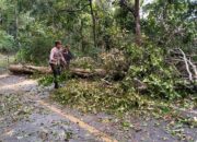 Respon Cepat, Polsek Linge Bersihkan Pohon Tumbang, Jalan Takengon – Blang Kejeren KM 24 Normal Kembali