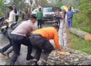 Polisi Polres Aceh Tengah Dengan Sigap Bersihkan Kayu Tumbang ke Jalan Akibat Hujan 