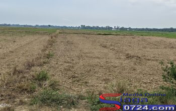 Kekeringan Melanda Sawah Desa Marlempang, Petani Khawatir Musim Tanam Terlambat