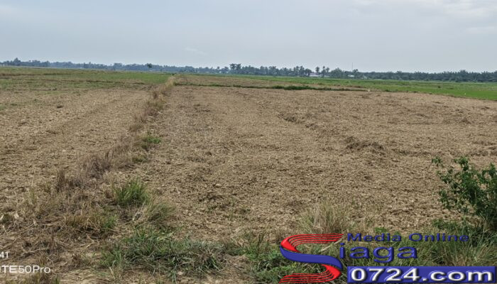 Kekeringan Melanda Sawah Desa Marlempang, Petani Khawatir Musim Tanam Terlambat